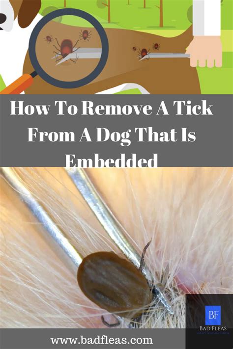 Taming the Tick Invasion: Essential Signs You Can't Miss in Your Dog