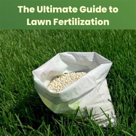 Tampa Lawn Fertilization: The Ultimate 2023 Guide