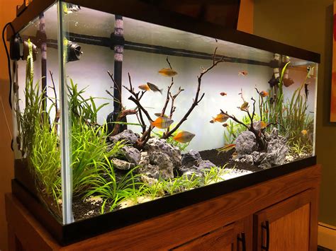 Tank 75 Gallon: The Ultimate Freshwater Aquarium Sanctuary