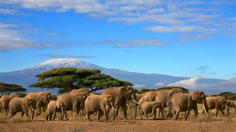 Tanzania Safari Guide With Kilimanjaro Kindle Editon
