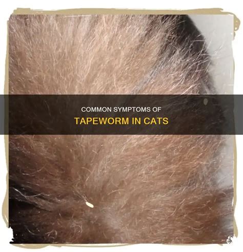 Tapeworms in Cats: A Common Problem