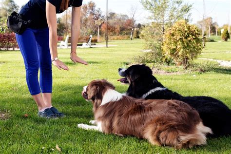 Tara H Haro's Comprehensive Dog Training Approach