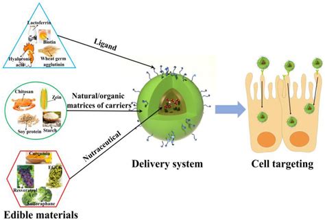 Targeted Nutrient Delivery: