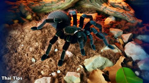 Taroundtula: Unraveling the Enigmatic Giant of the Arachnid World