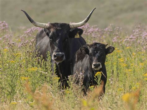 Tauros Cattle: A Breed of Cattle That Thrives in the Wild