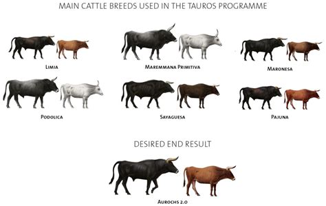 Tauros Cattle: A Comprehensive Guide for Breeders