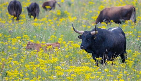 Tauros Cattle: A Comprehensive Resource for Breeders and Enthusiasts