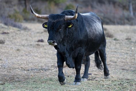 Tauros Cattle: The Majestic Beasts of the Iberian Peninsula