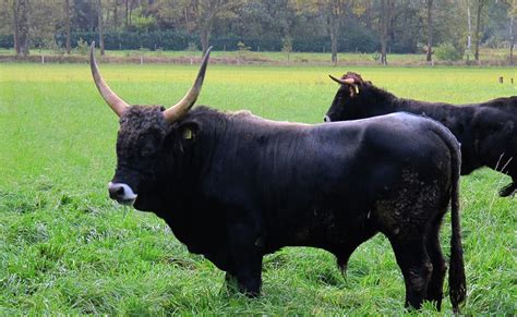 Tauros cattle