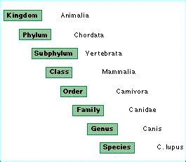 Taxonomic Classification and Evolution