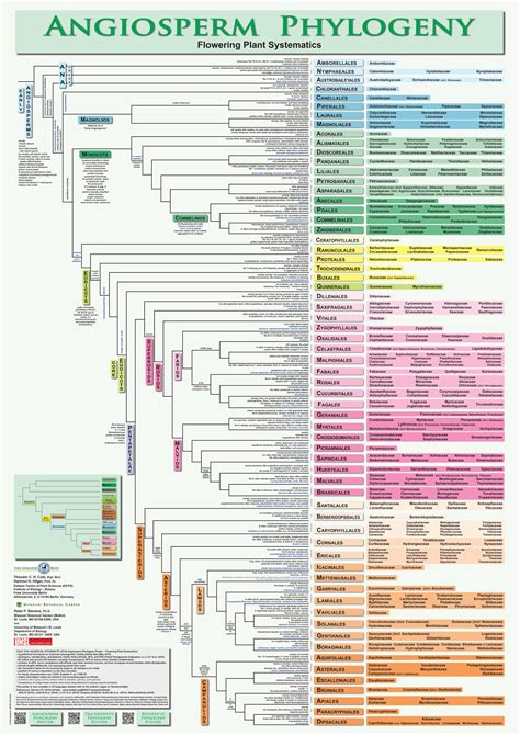 Taxonomy of Angiosperm Doc