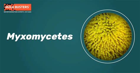 Taxonomy of Indian Myxomycetes Kindle Editon