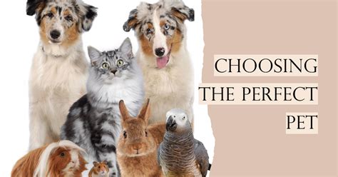 Taylor MI Animal Shelter: A Comprehensive Guide to Finding Your Furry Friend