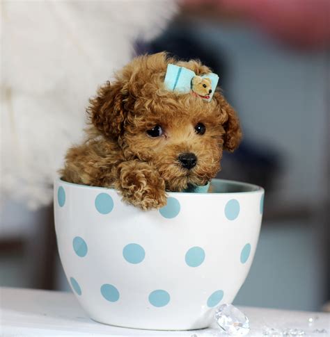 Teacup Poodles