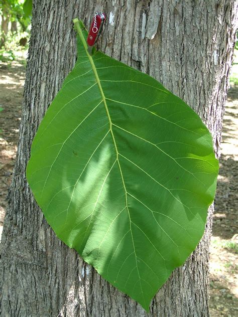 Teak (Tectone Grandis) 1st Edition Doc