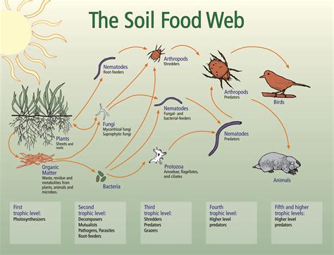 Teaming with Microbes A Gardener s Guide to the Soil Food Web Doc