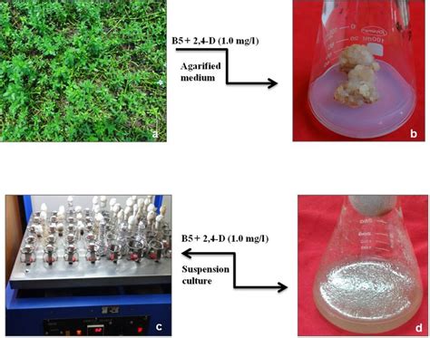 Tear Crystals: A Profound Exploration of Therapeutic Potential