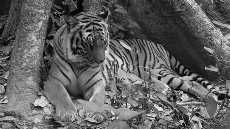 Tears of a Tiger: Unraveling the Silent Crisis of Extinct Tigers