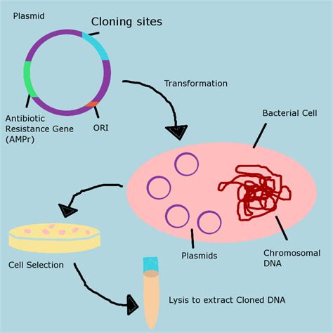 Techniques in Molecular Biology Doc