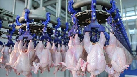 Technology of Chicken Meat and Poultry Products Reader