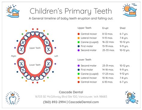 Teeth Chart Falling Out