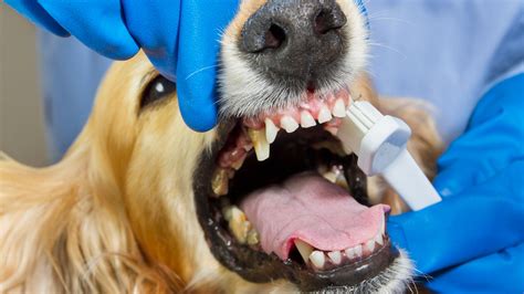 Teeth Cleaning for Dogs Near Me: 5,000 Nearby Options to Whiten Your Pup's Smile