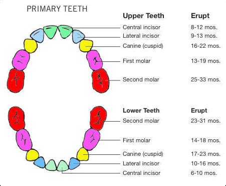 Teething Chart By Age