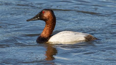 Teh Epik Duck: A Legendary Waterfowl