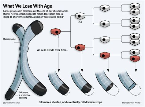 Telomere Length: