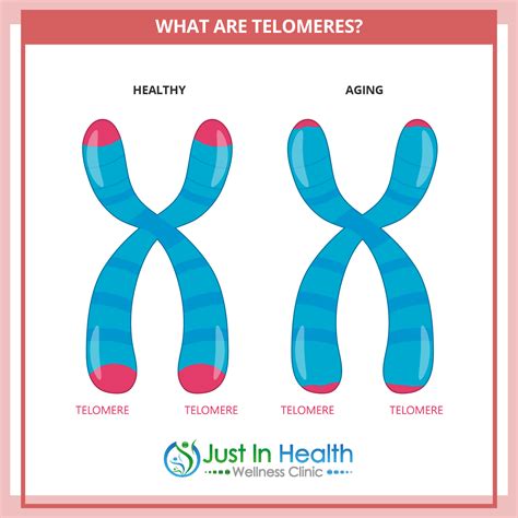 Telomeres PDF