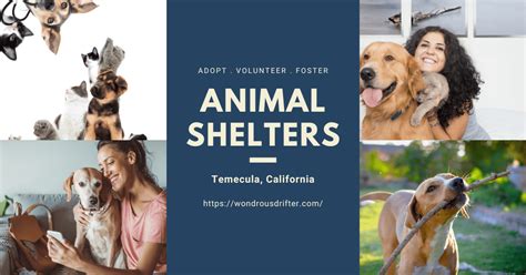 Temecula Animal Control: Keeping Your Community Safe and Animal-Friendly