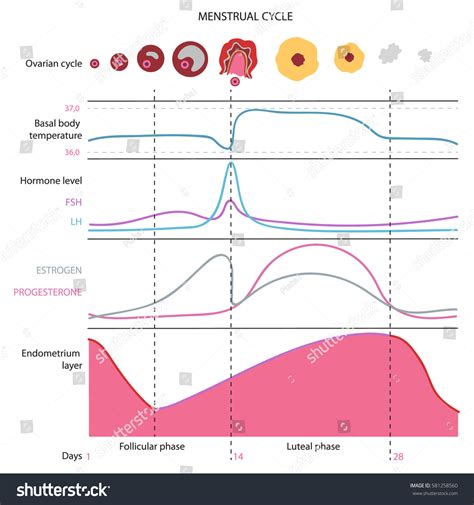 Temperature Chart Menstrual Cycle