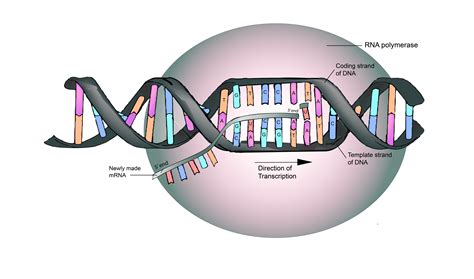 Template In Dna
