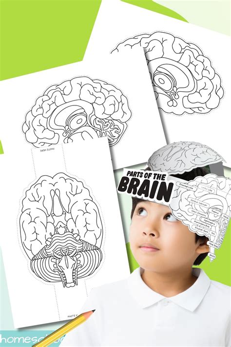 Template Of Brain