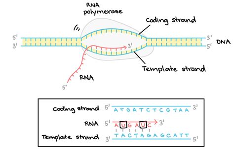 Template Strand Definition Biology