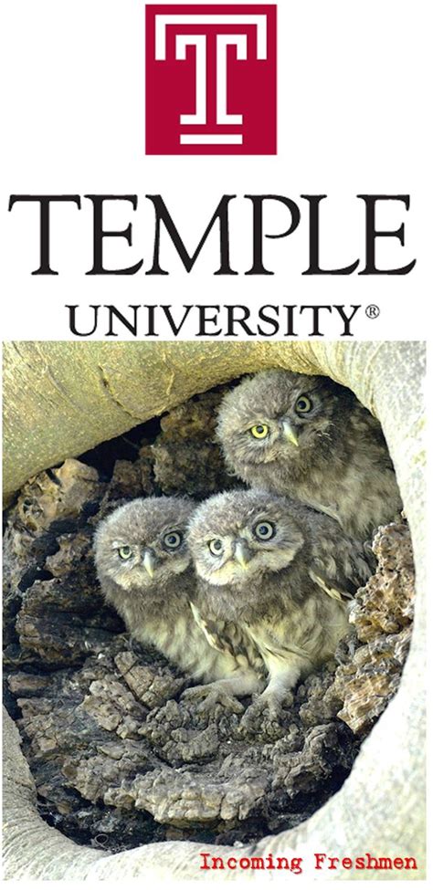 Temple University Orientation: The Ultimate Guide for Incoming Owls