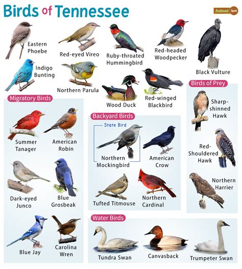Tennessee Bird Identification Chart