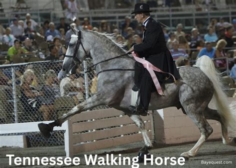 Tennessee Walking Horse Colors: A Kaleidoscope of Shades and Patterns