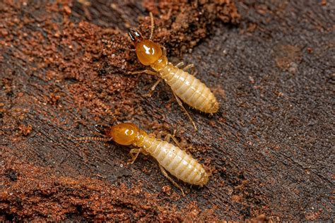 Termite Control: