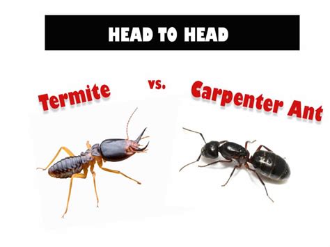 Termite vs. Carpenter Ant: 10 Key Differences Between the Destructive Duo