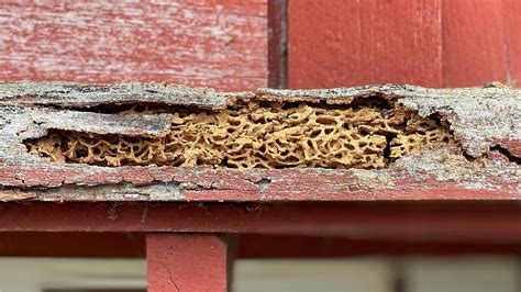 Termites VS Carpenter Ants: The Ultimate Showdown of Wood-Destroying Pests