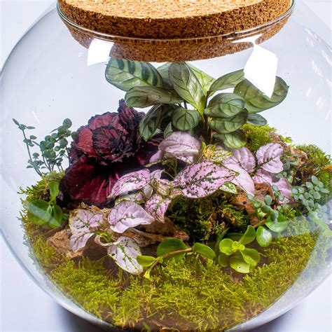 Terrarium 101: The Ultimate Guide to 2025's Most Hilarious Hobby