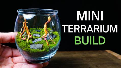 Terrarium Exhibitions and Shows 2025: Unveiling the Wonders of Mini Ecosystems