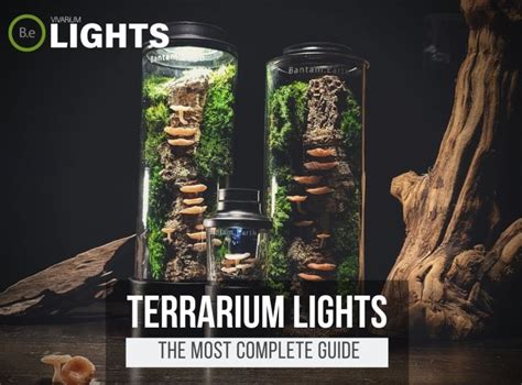 Terrarium Lighting for High-Light: Ultimate Guide for 2025