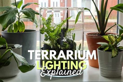 Terrarium Lighting for Tropical Plants: A Comprehensive Guide to 2025