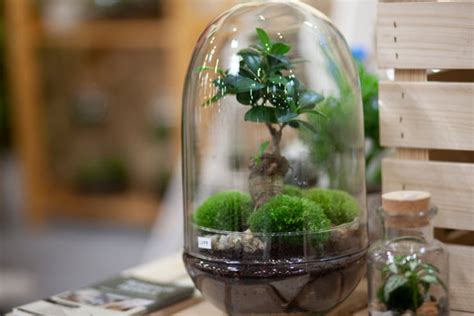 Terrarium Maintenance Trends 2025: Ultimate Guide to Keeping Your Miniature Ecosystem Thriving