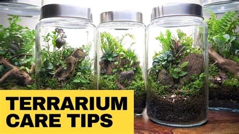 Terrarium Maintenance for Experts: A Comprehensive Guide to 2025 and Beyond