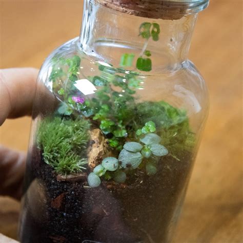 Terrarium Maintenance for Small Spaces in 2025: Ultimate Guide VS Quick Fixes