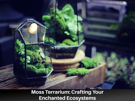 Terrarium Only Battle: Delve into the Enchanting World of Miniature Ecosystems