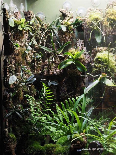 Terrarium Tutorials and Videos for 2025: The Ultimate Guide to Creating Miniature Ecosystems